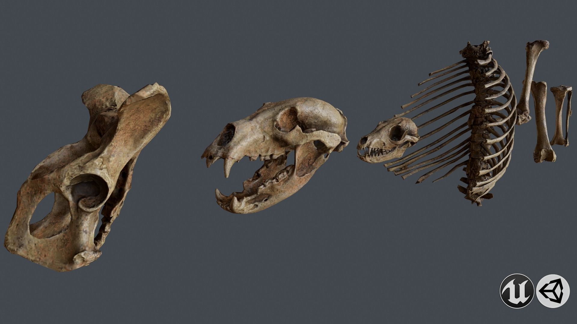 Skull and Bones Low-poly 3D model_5