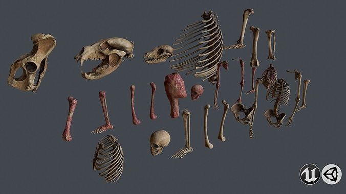 Skull and Bones Low-poly 3D model
