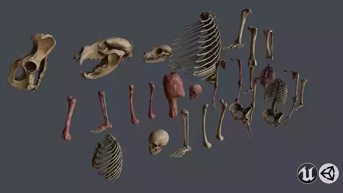 Skull and Bones Low-poly 3D model