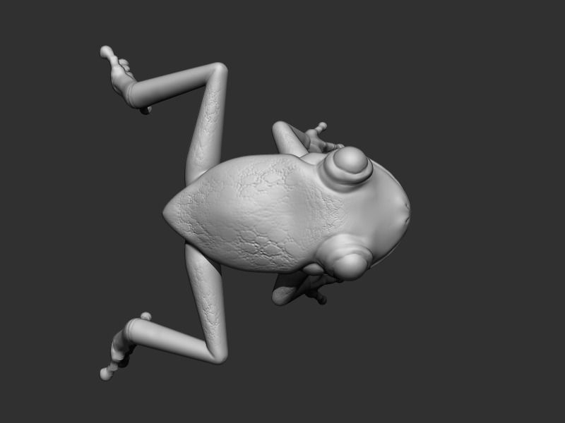 3D Frog Low-poly 3D model_9