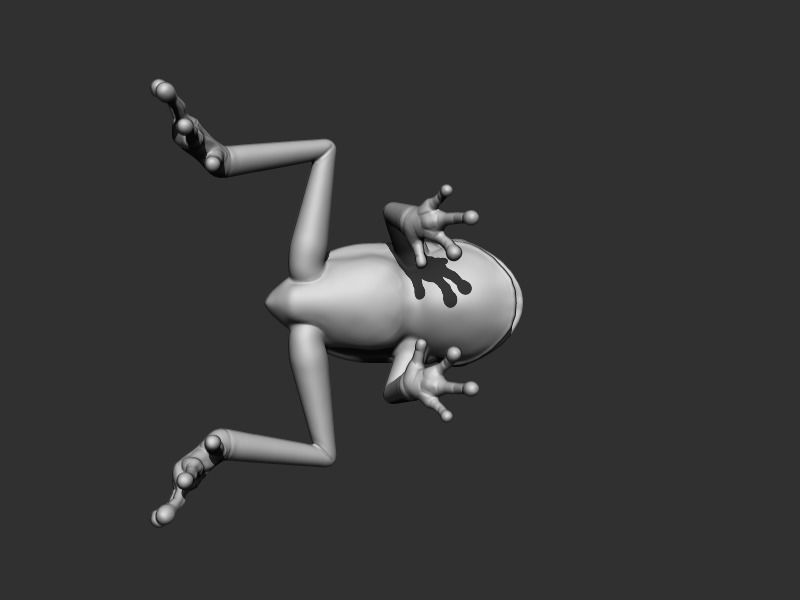 3D Frog Low-poly 3D model_10