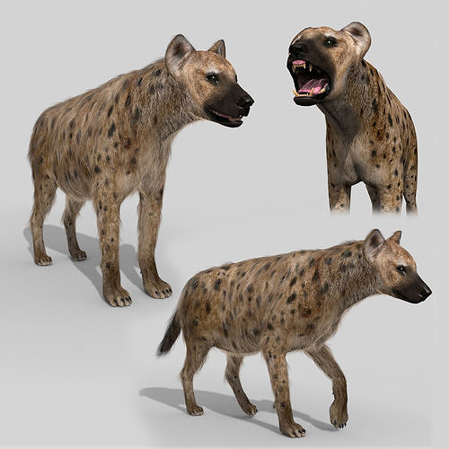 Hyena value - 3d animated hyena model 3D model