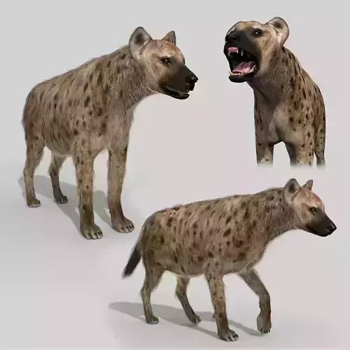 Hyena value - 3d animated hyena model 3D model