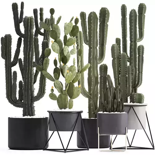 Collection of Exotic Cactus Plants for interior 