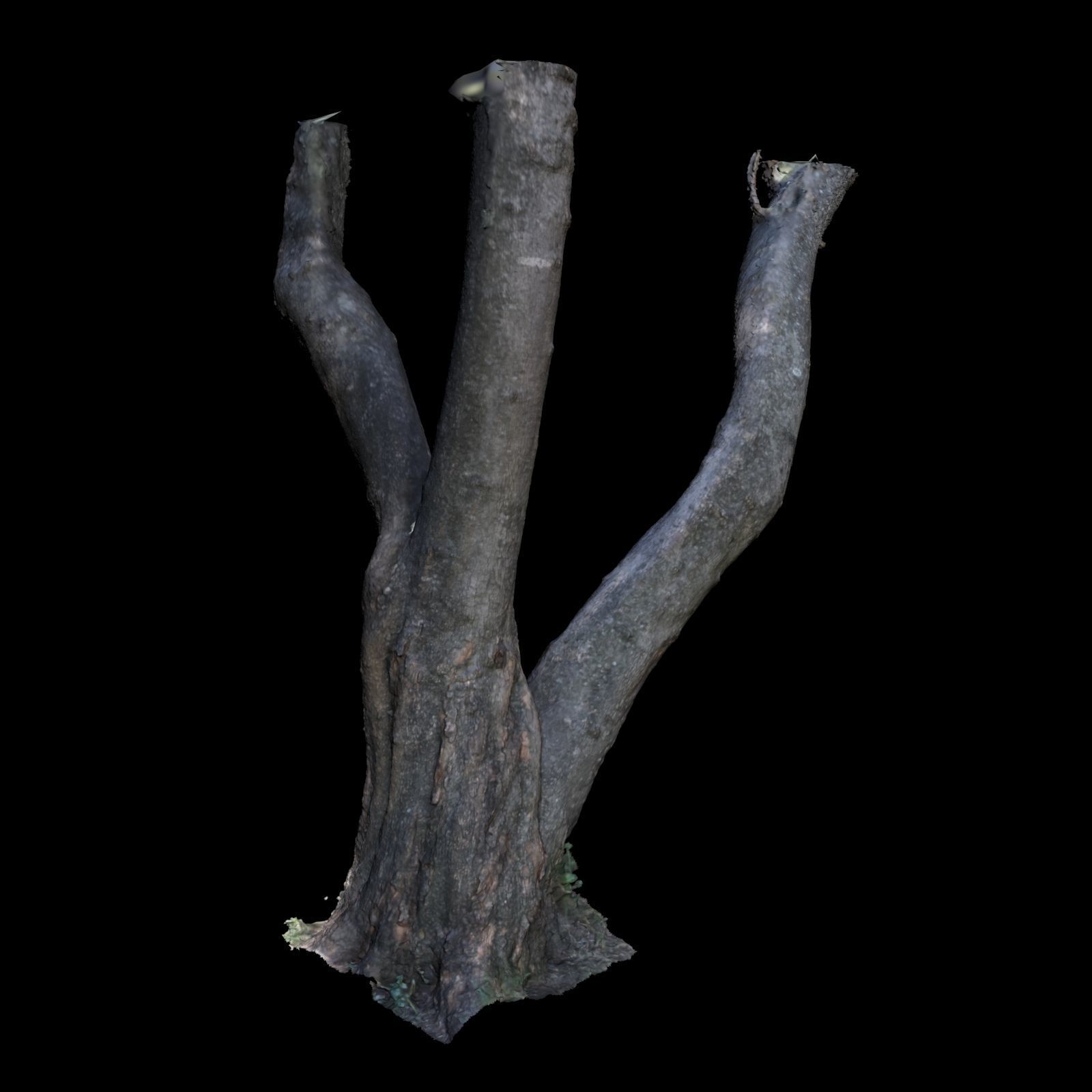 Tree B trunk of 3D model_4
