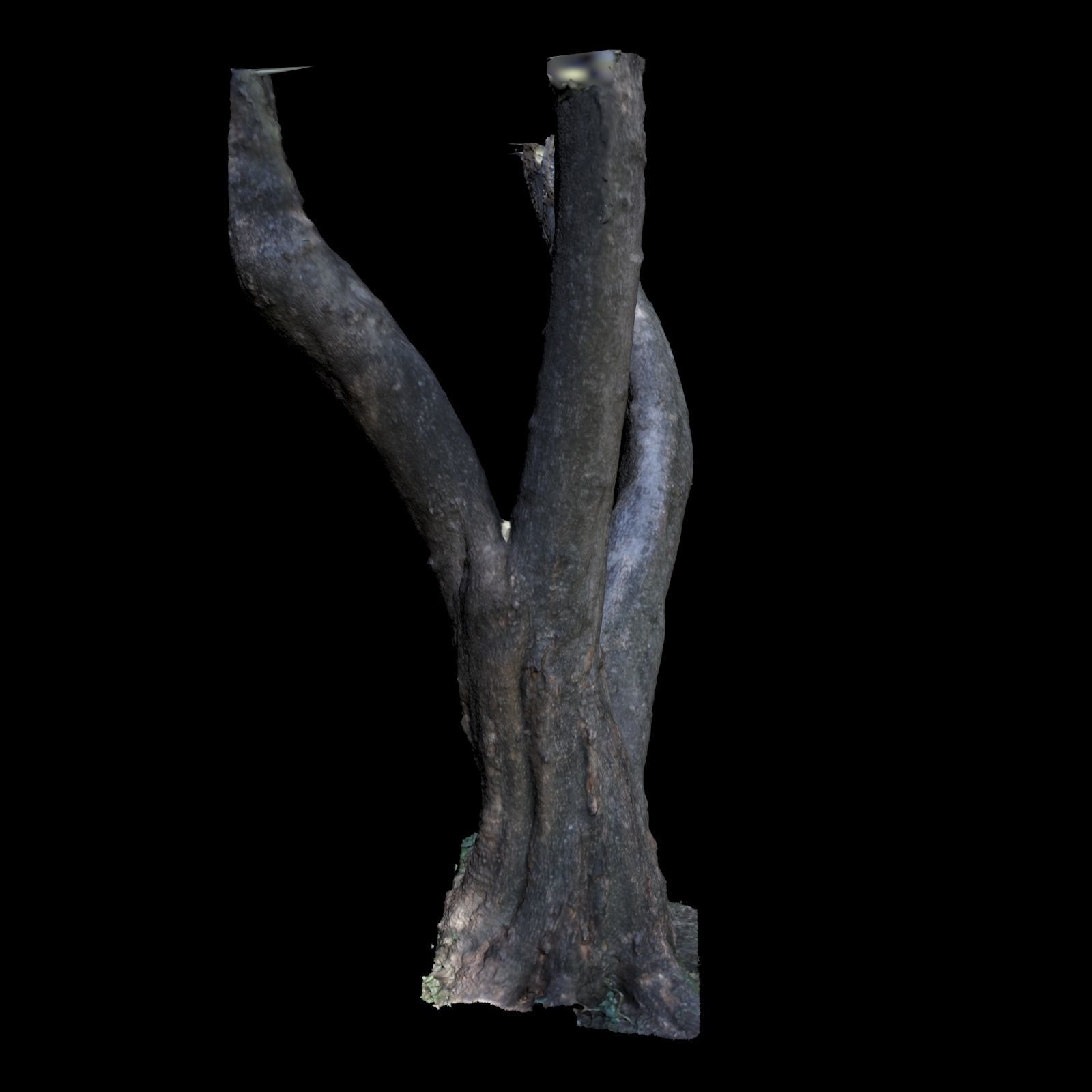 Tree B trunk of 3D model_5
