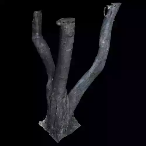 Tree B trunk of 3D model