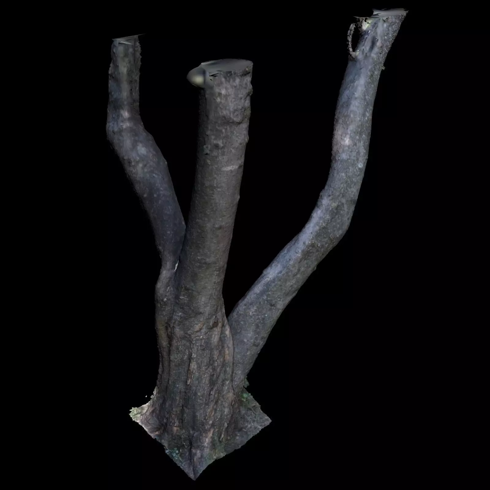 Tree B trunk of 3D model_0