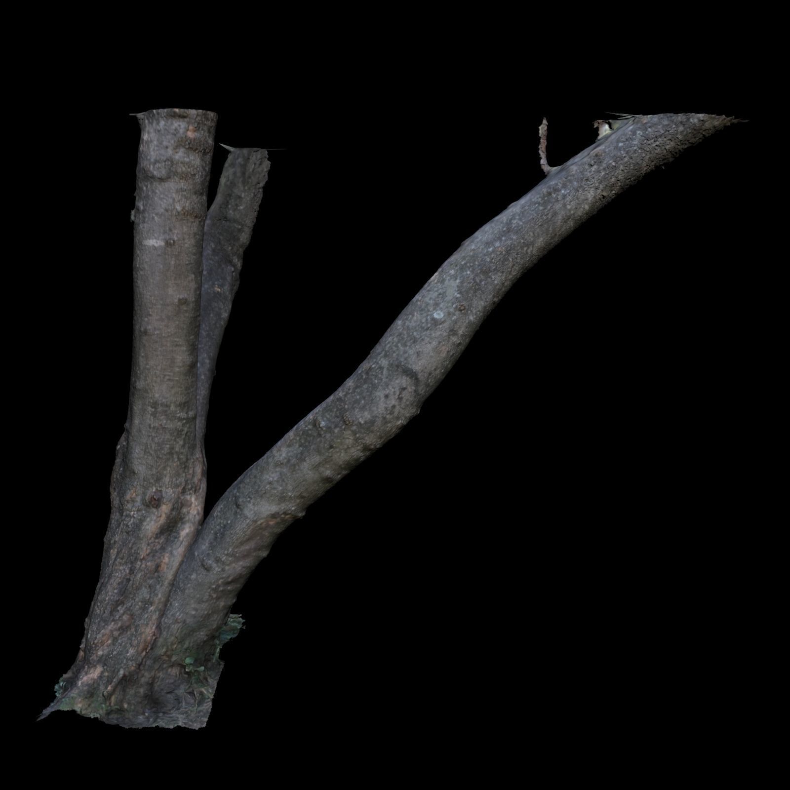 Tree B trunk of 3D model_3