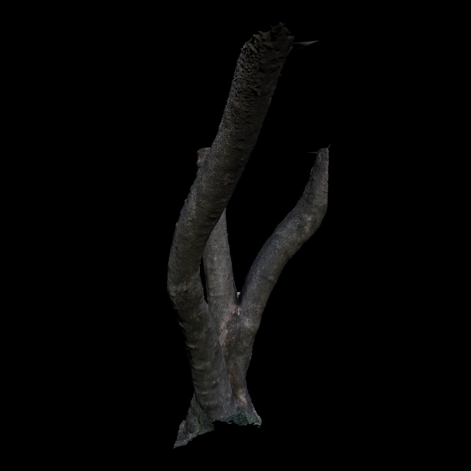 Tree B trunk of 3D model_2