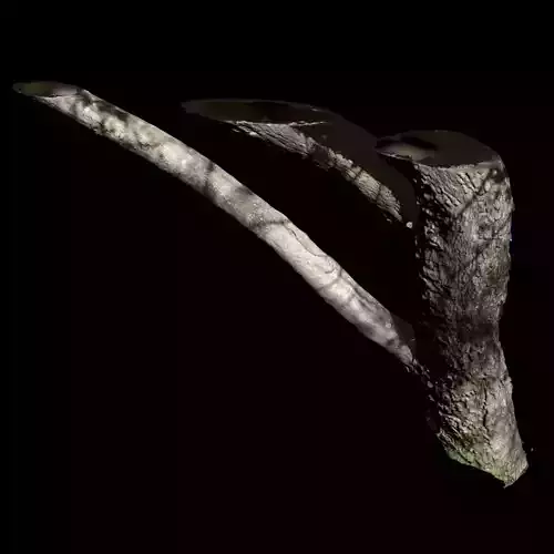 Tree C branch of 3D model
