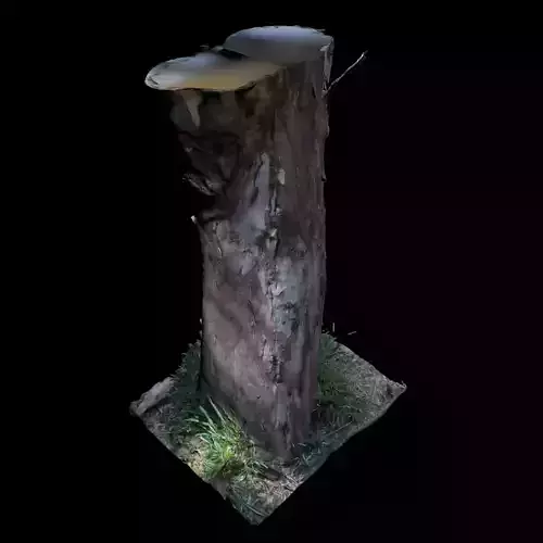 Tree D stump with hole in it