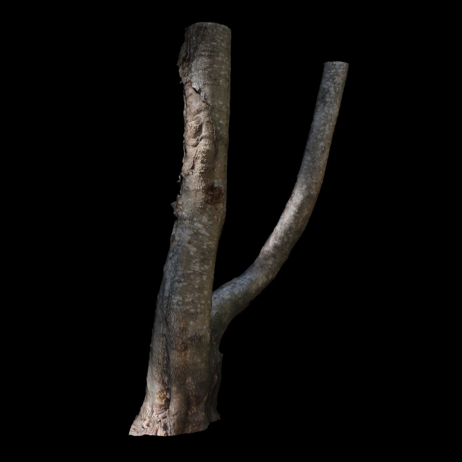 Tree E trunk of 3D model_4