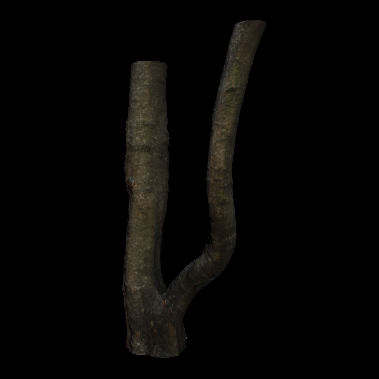 Tree E trunk of 3D model_5