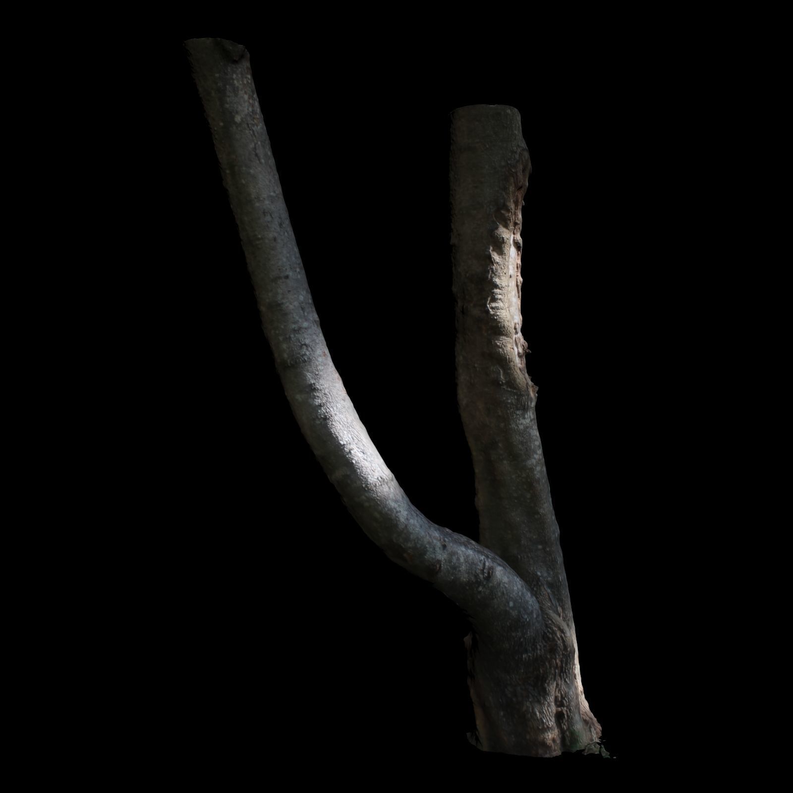 Tree E trunk of 3D model_6