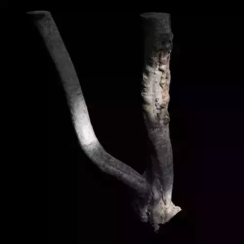 Tree E trunk of 3D model
