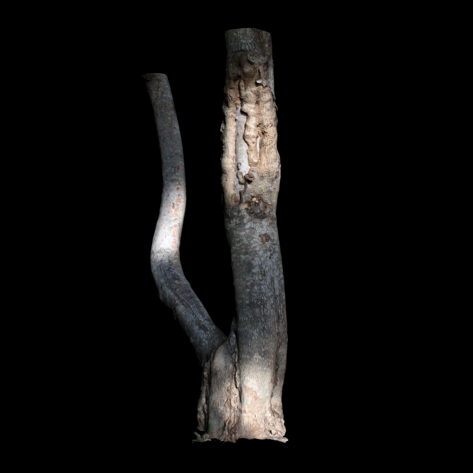 Tree E trunk of 3D model_3