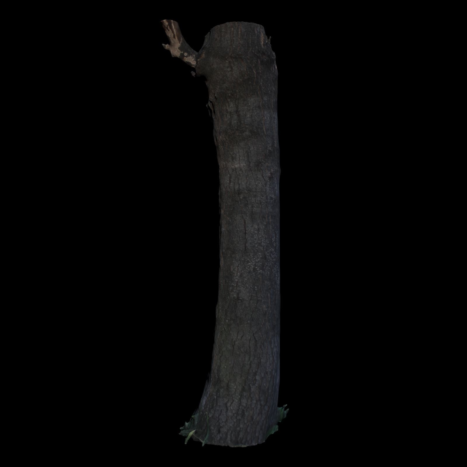 Tree G trunk 3D model_4