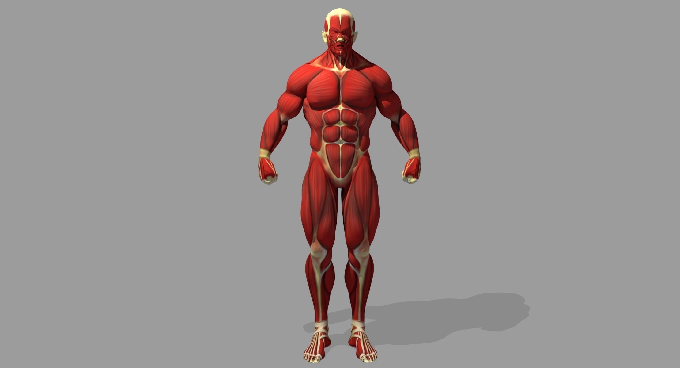 Muscle Anatomy Reference 3D model_1