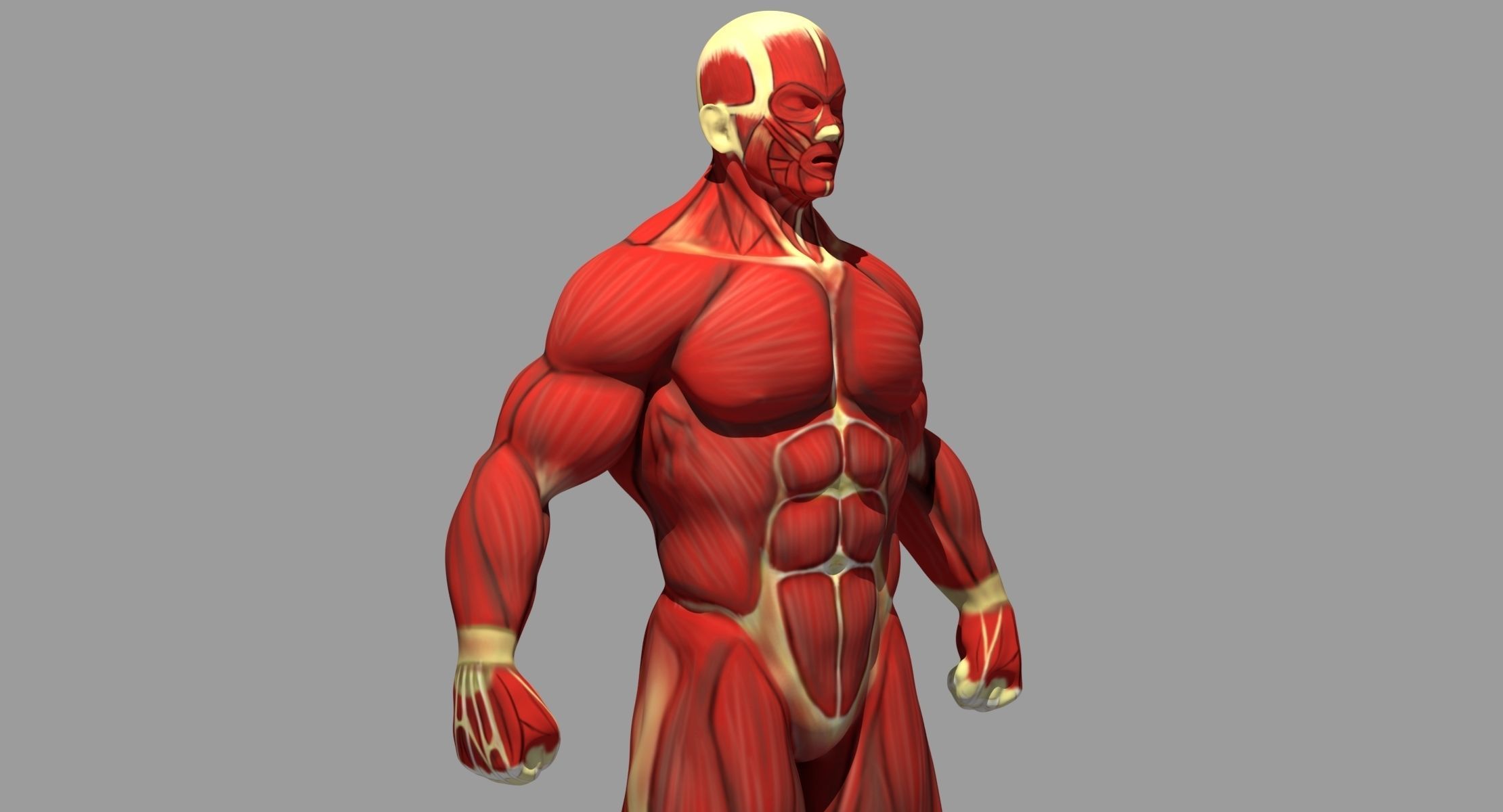 Muscle Anatomy Reference 3D model_5