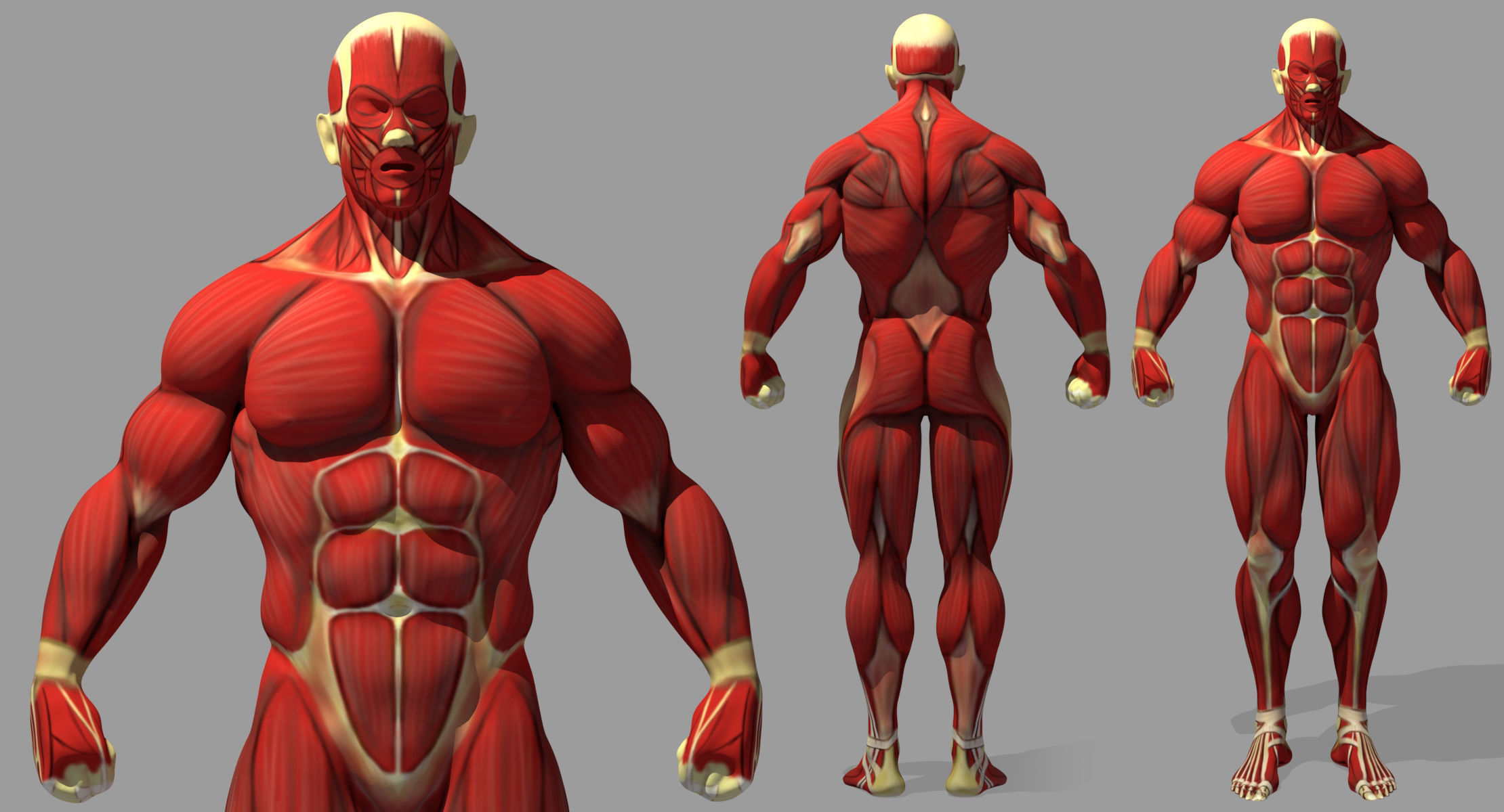 Muscle Anatomy Reference 3D model_3