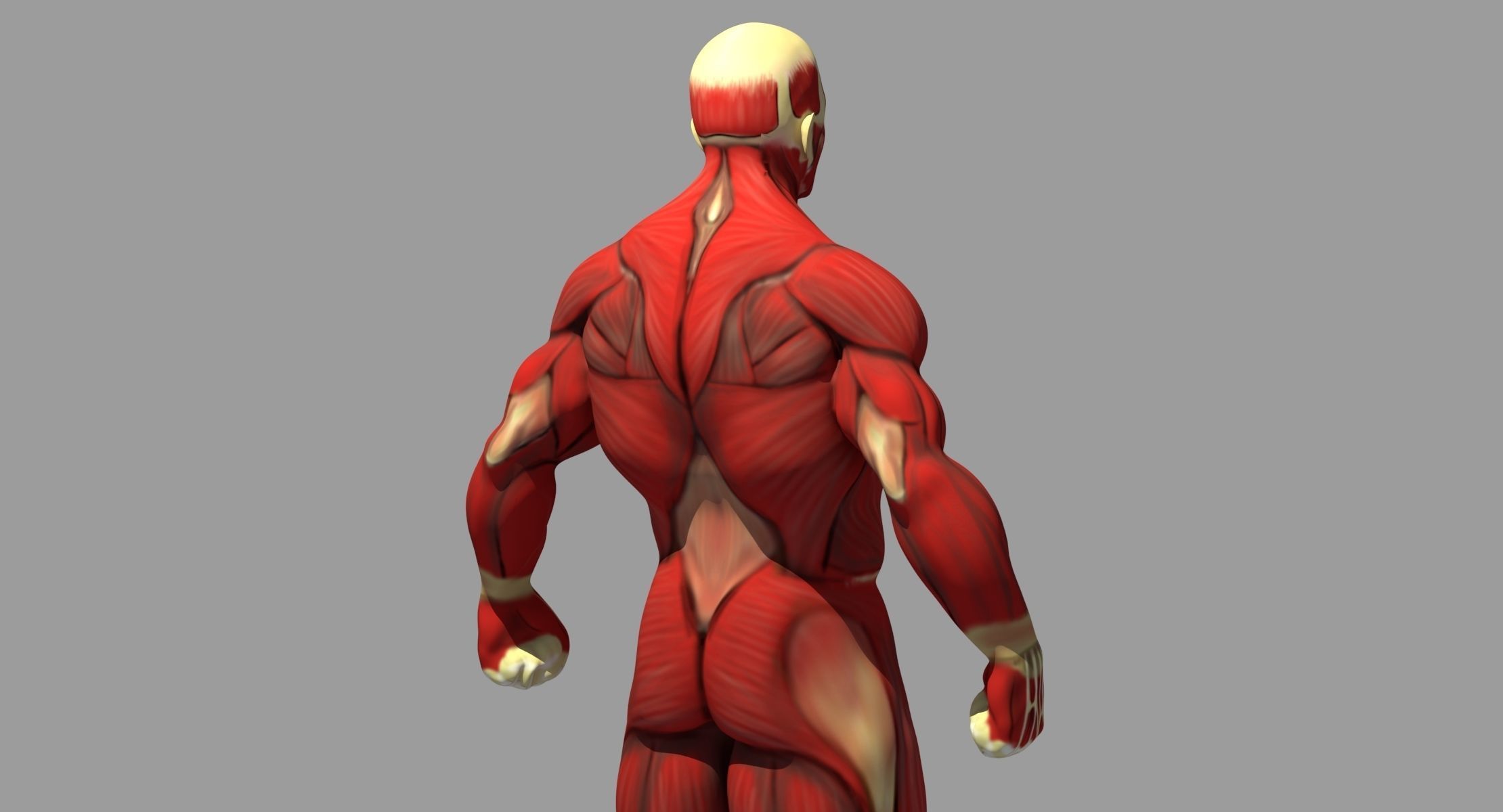Muscle Anatomy Reference 3D model_6