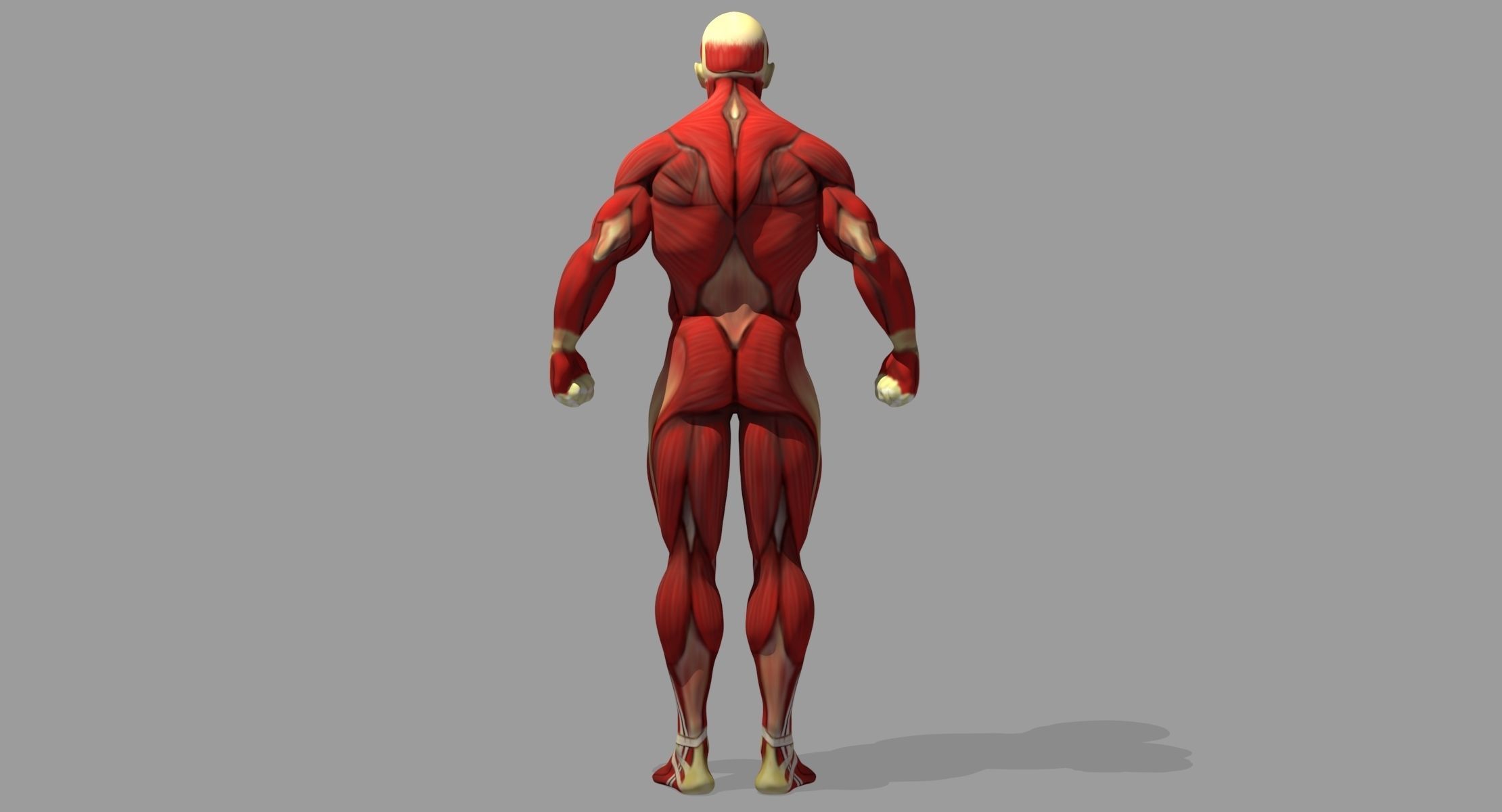 Muscle Anatomy Reference 3D model_2