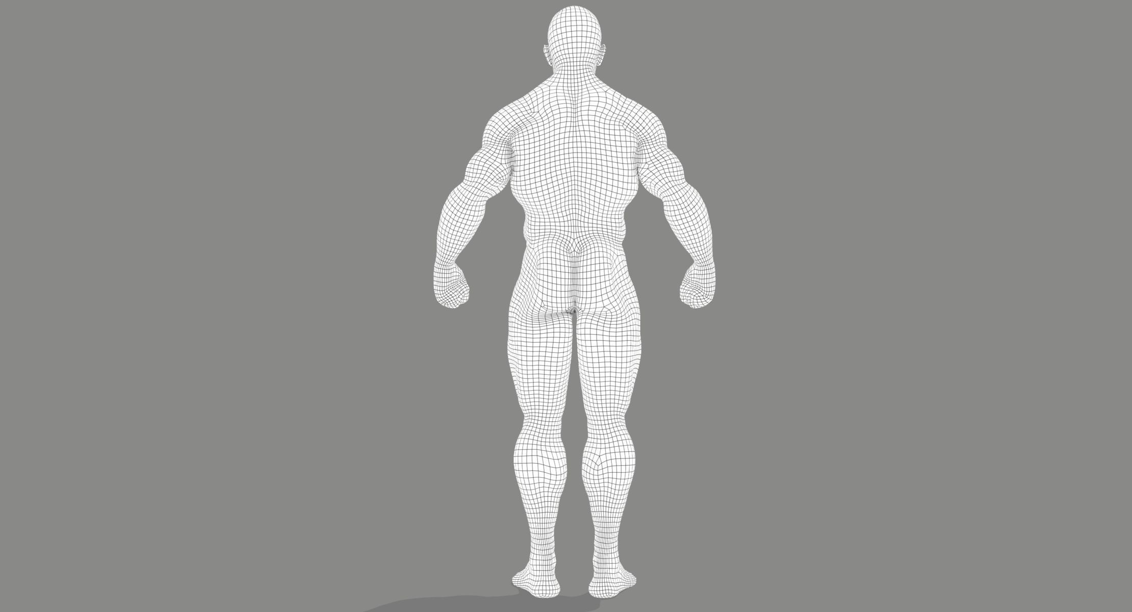 Muscle Anatomy Reference 3D model_8