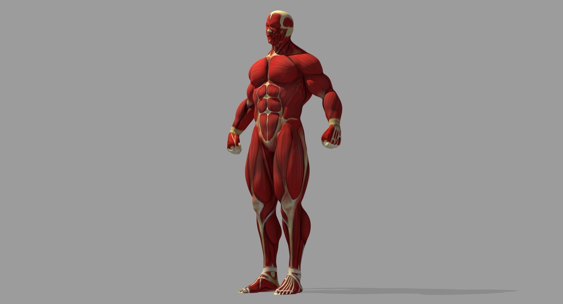 Muscle Anatomy Reference 3D model_4
