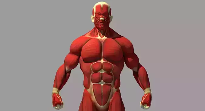 Muscle Anatomy Reference 3D model