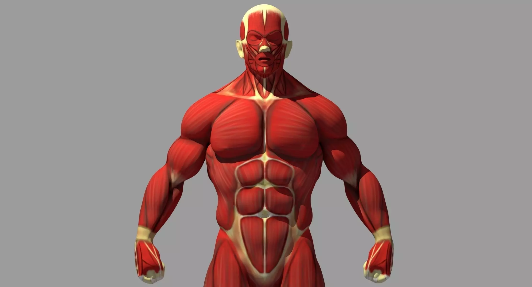 Muscle Anatomy Reference 3D model_0