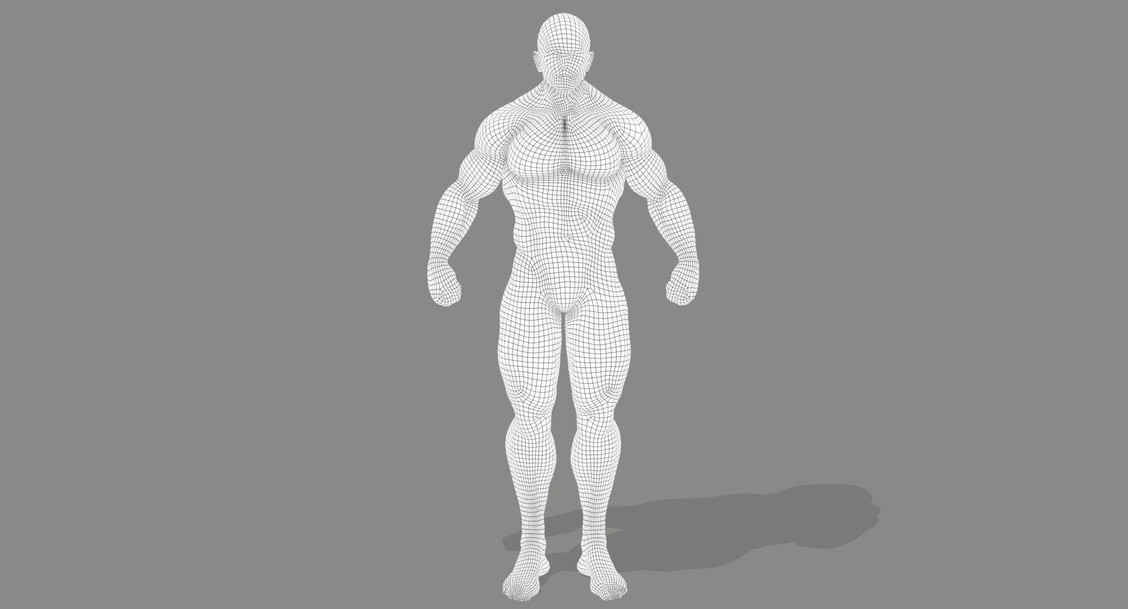 Muscle Anatomy Reference 3D model_7