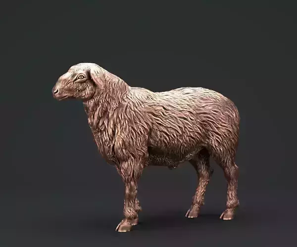 Sheep