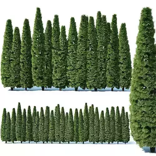 Thuya occidentalis Nr4 Smaragd privacy fence V2 3D model