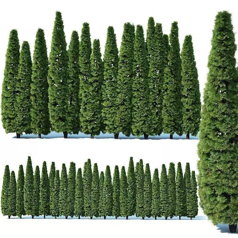 Thuya occidentalis Nr4 Smaragd privacy fence V2 3D model_0