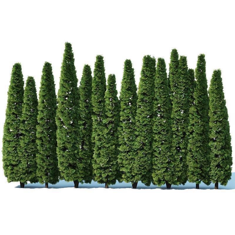 Thuya occidentalis Nr4 Smaragd privacy fence V2 3D model_3