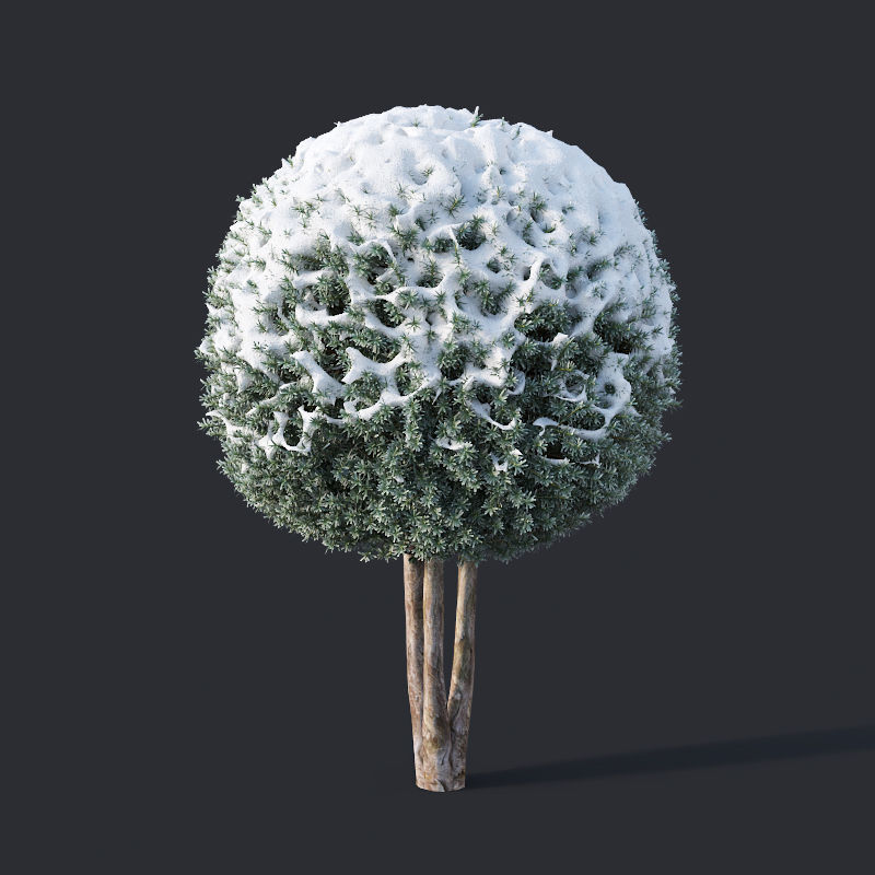 Taxus Baccata Nr12 topiary winter set 2 3D model_4