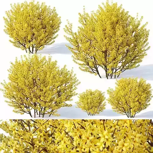 Forsythia Nr1 full bloom - 5 sizes 3D model