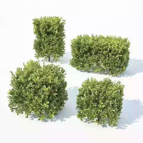 Buxus Sempervirens Nr7 Cubes