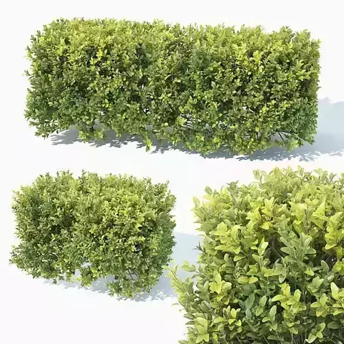 Buxus Sempervirens Nr5 hedge 50cm 3D model