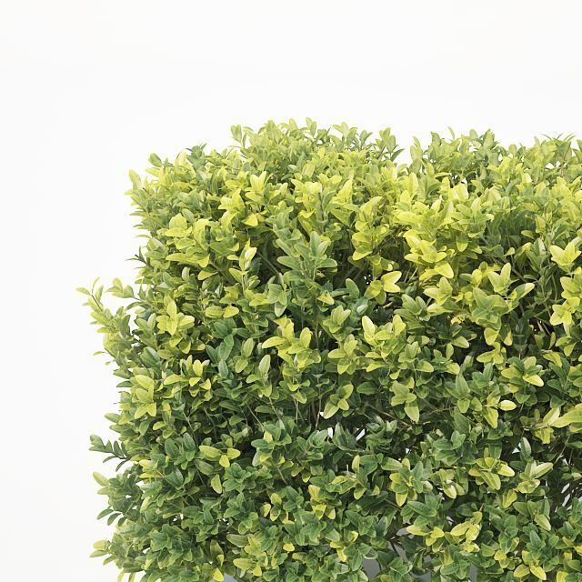 Buxus Sempervirens Nr6 modular hedge H80cm 3D model_1