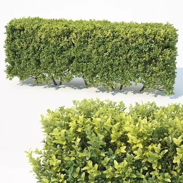 Buxus Sempervirens Nr6 modular hedge H80cm 3D model_0