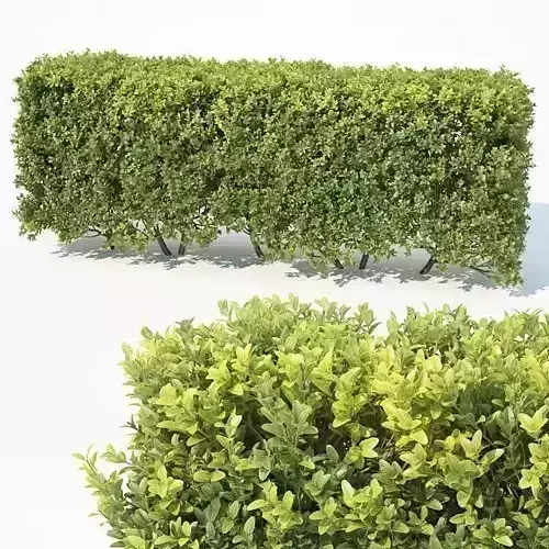 Buxus Sempervirens Nr6 modular hedge H80cm 3D model