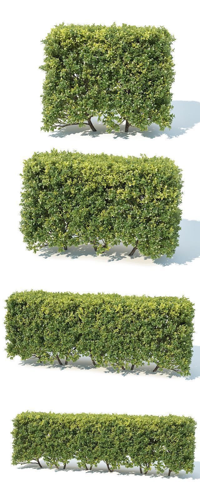 Buxus Sempervirens Nr6 modular hedge H80cm 3D model_2