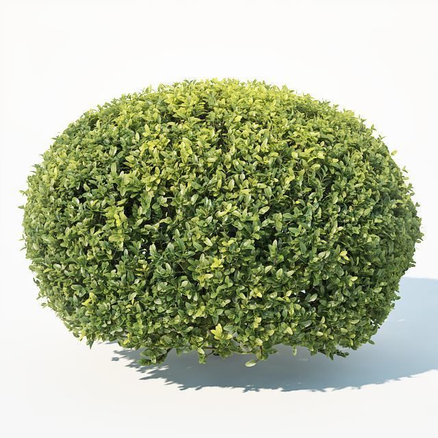 Buxus Sempervirens Nr10 oval 3D model_4