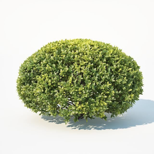 Buxus Sempervirens Nr10 oval 3D model_2