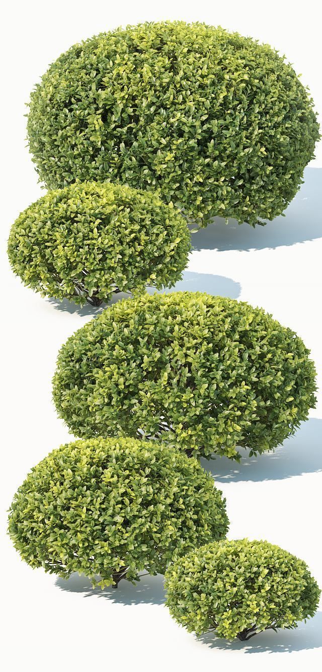 Buxus Sempervirens Nr10 oval 3D model_1