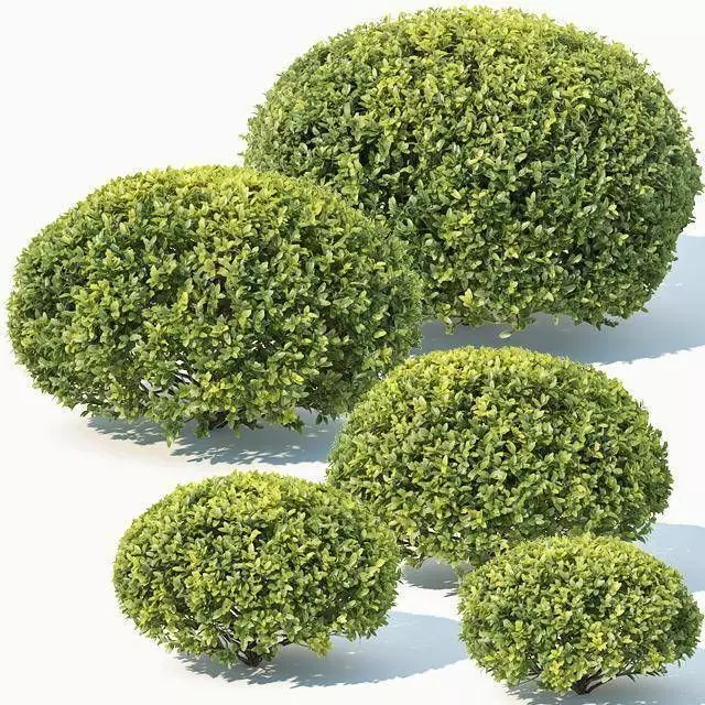 Buxus Sempervirens Nr10 oval 3D model_0