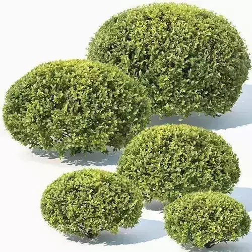 Buxus Sempervirens Nr10 oval
