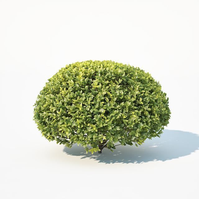 Buxus Sempervirens Nr10 oval 3D model_3